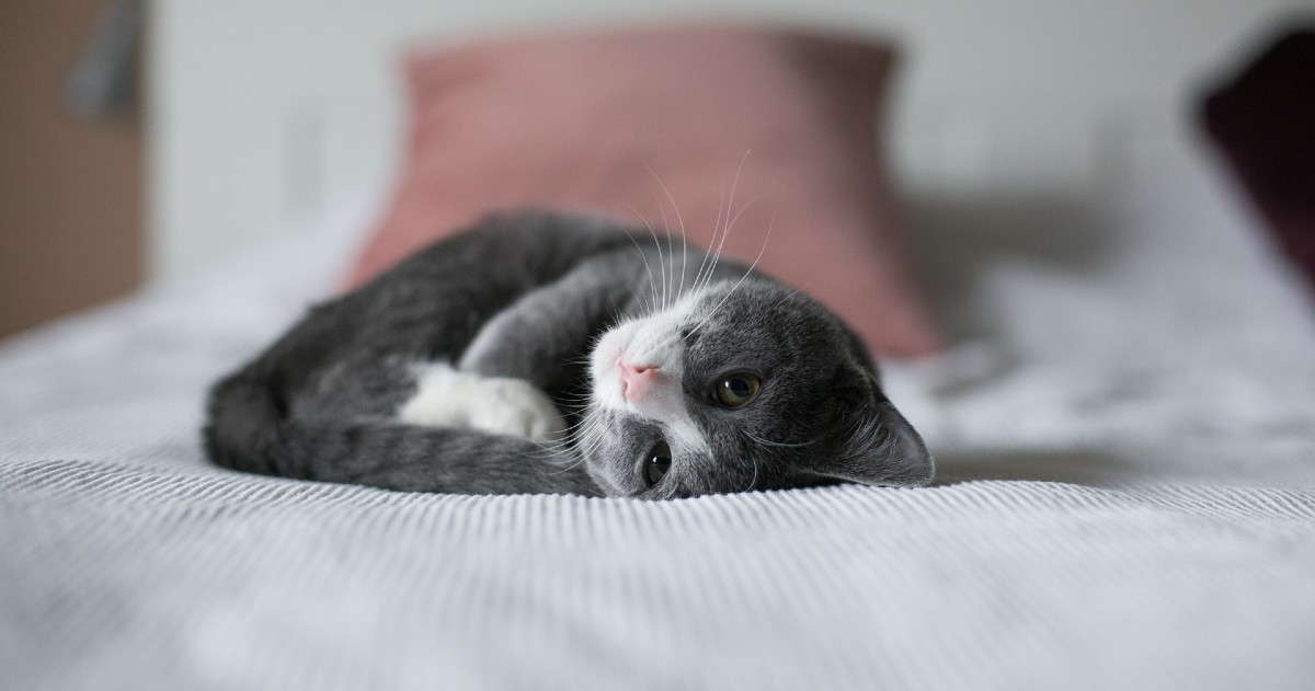 Perché i gatti mordono i capelli