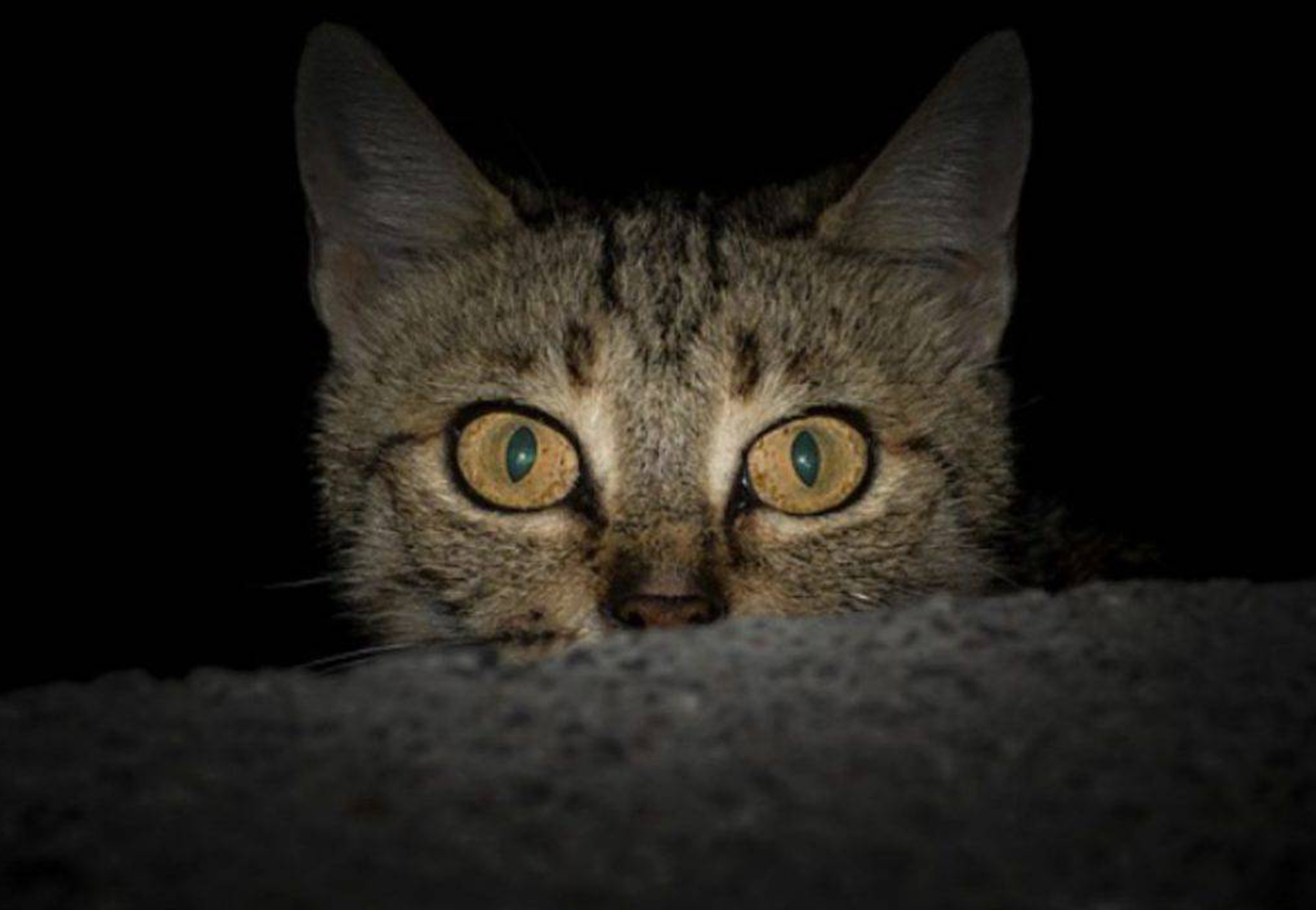 gatto randagio al buio