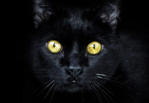 gatto nero con occhi gialli