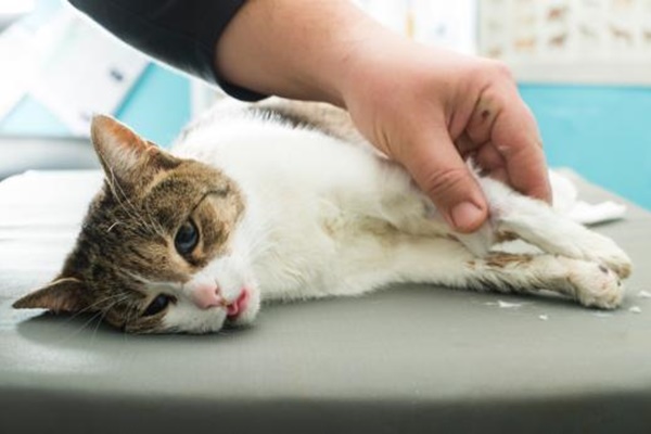 gatto debole dal veterinario