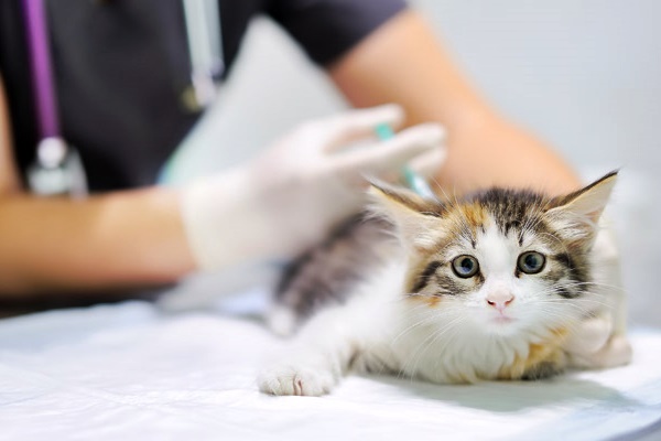vaccinare il gattino