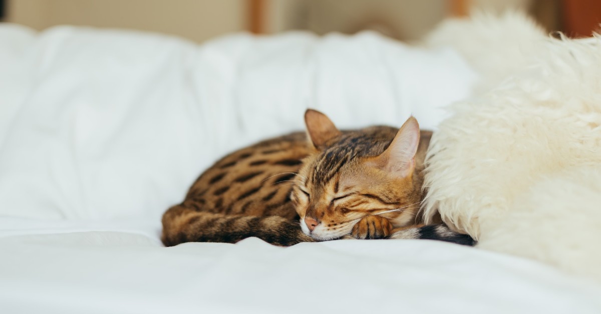 Perché i gatti mordono i capelli