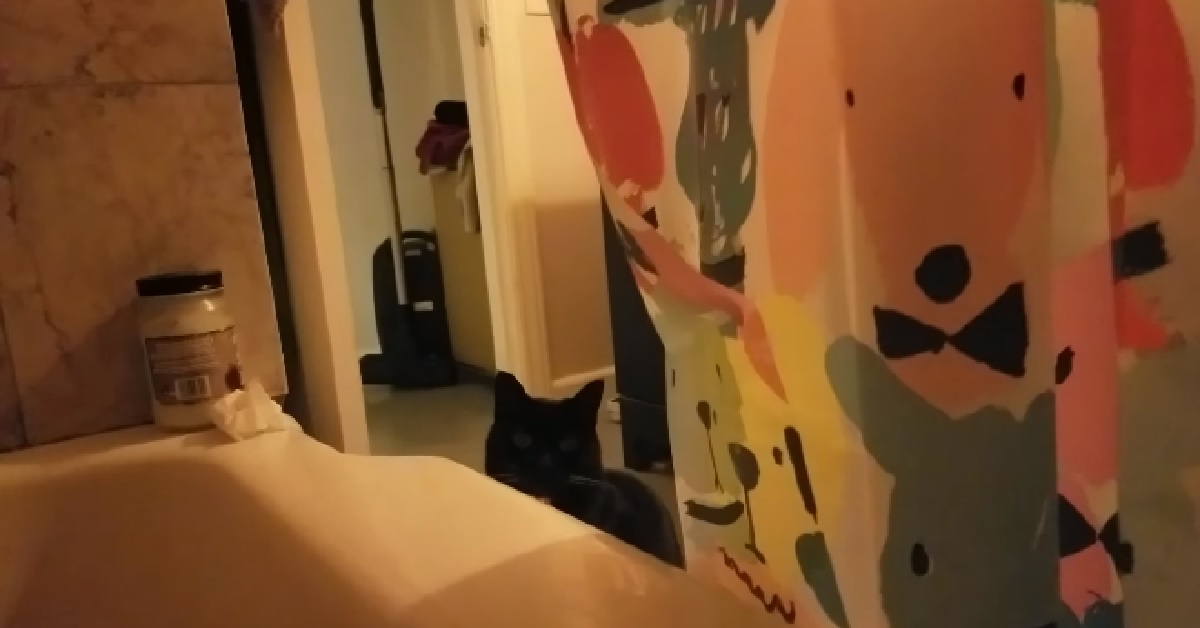 Pepè, il gattino che non sopporta il proprietario che canta (VIDEO)