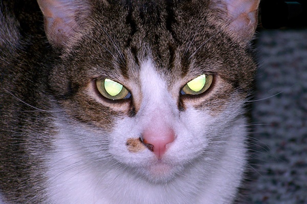 gatto con gli occhi che brillano di giallo