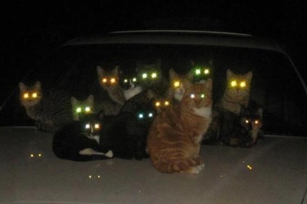 gatti con gli occhi luminosi