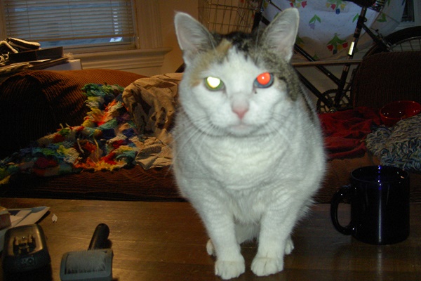 gatto con gli occhi di colori diversi