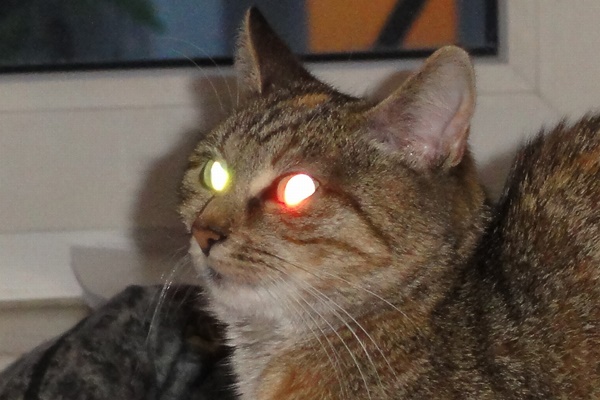 gatto con gli occhi che brillano di giallo e rosso