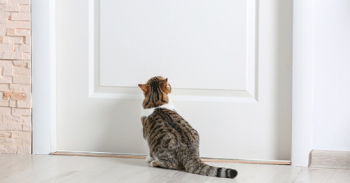 Perché i gatti graffiano le porte? Le ragioni e come farli smettere