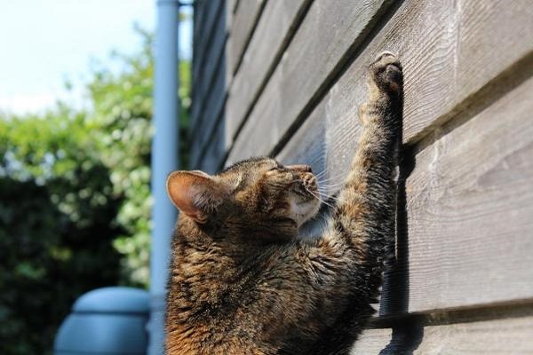 gatto che graffia muro