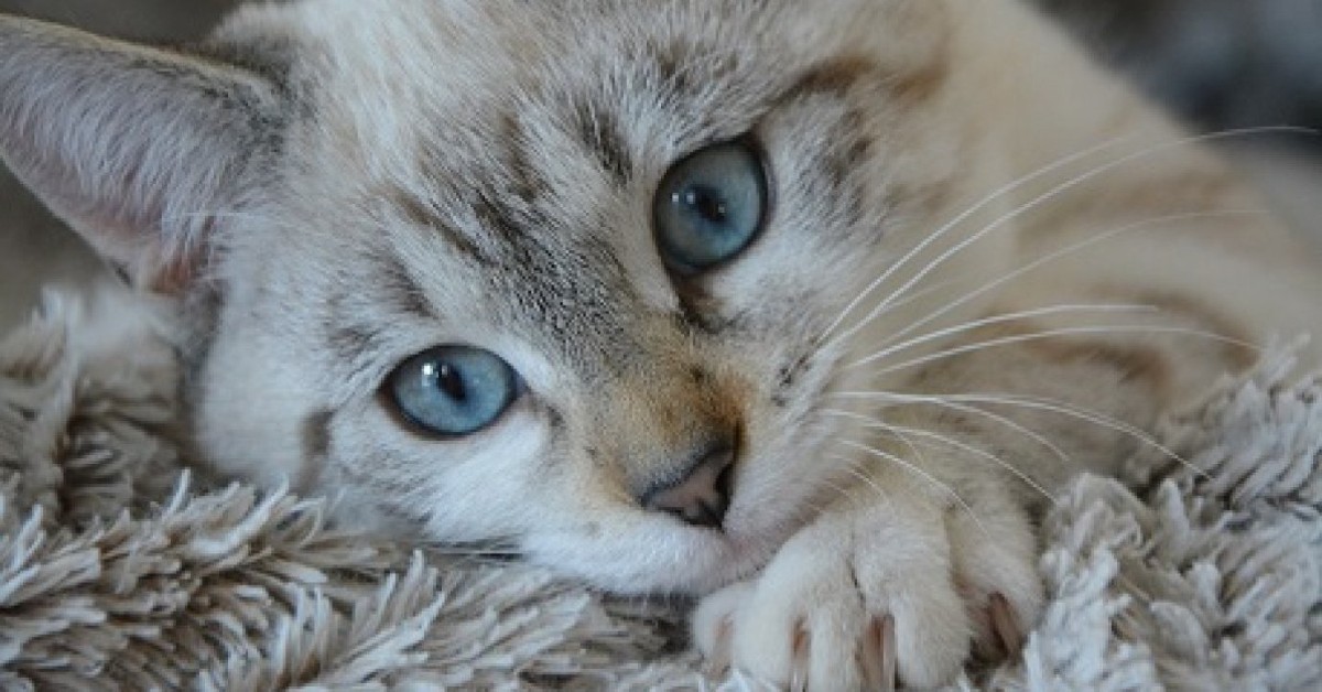 Perché i gatti grattano le coperte? Tutti i motivi di questo comportamento