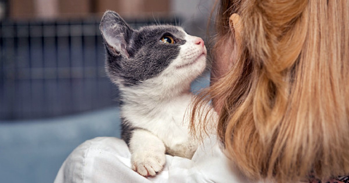 Perché i gatti leccano i capelli e sembrano volerli mangiare?