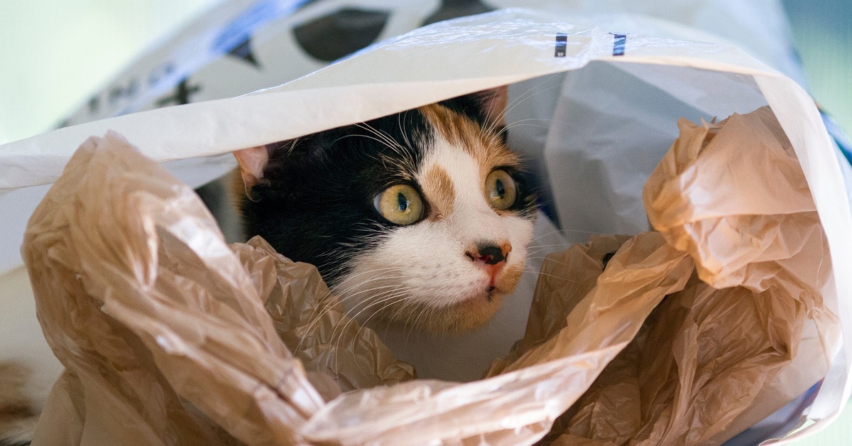 Perché i gatti leccano la plastica? Tutte le ragioni e come farli smettere