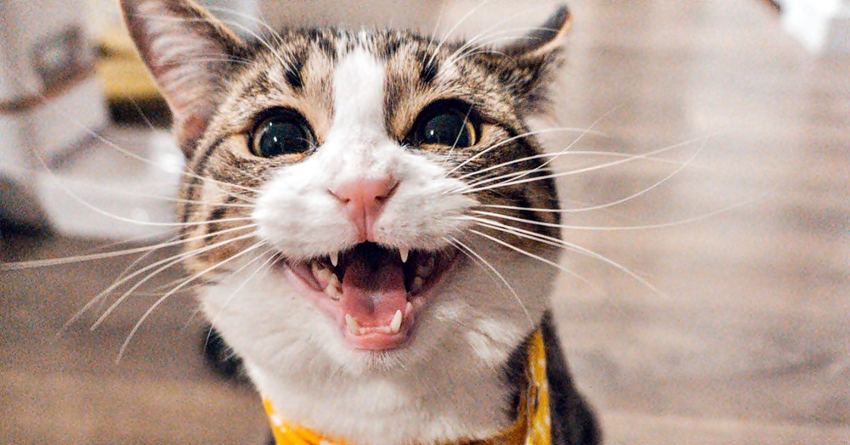 Perché i gatti miagolano in modo strano? Ecco cosa vogliono dirci