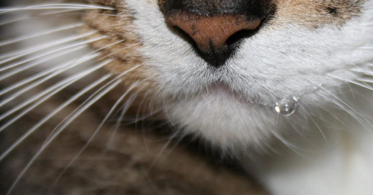 Perché i gatti perdono la bava? È un problema di salute?