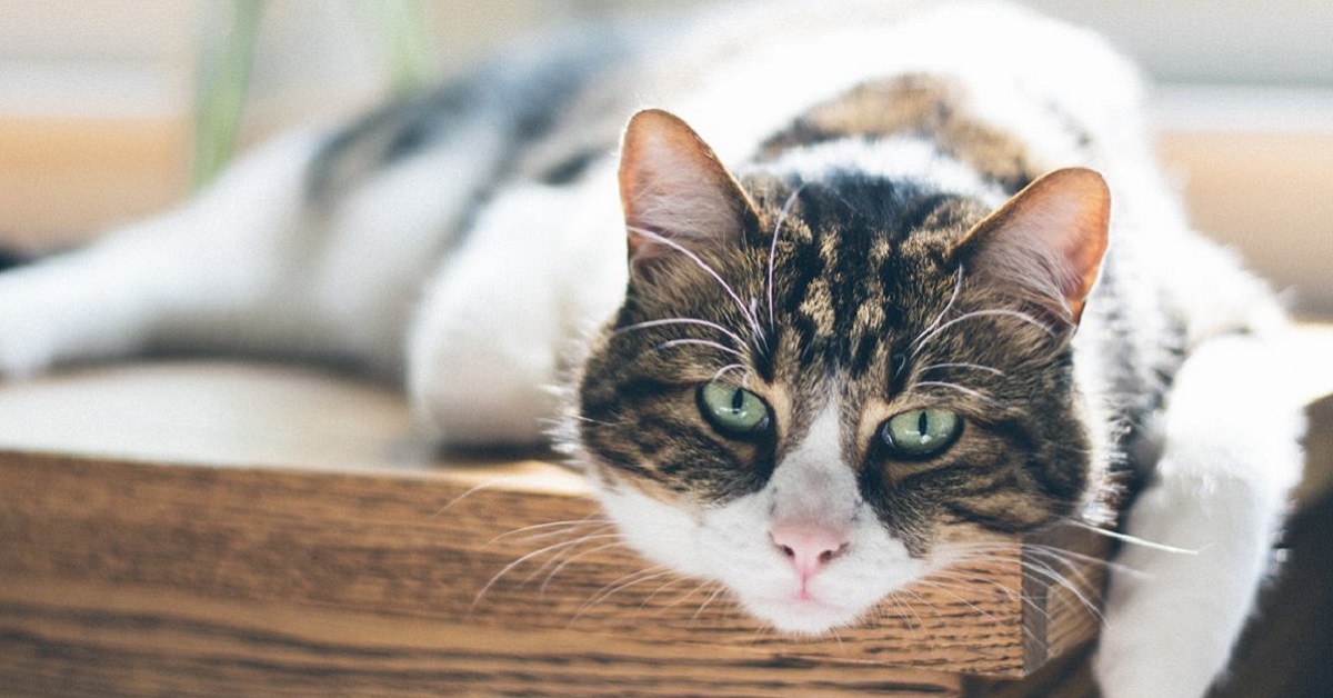 Gatti con le zampine piegate: cosa vogliono dirci davvero?