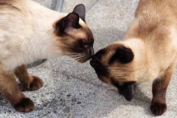 gatti si annusano la faccia