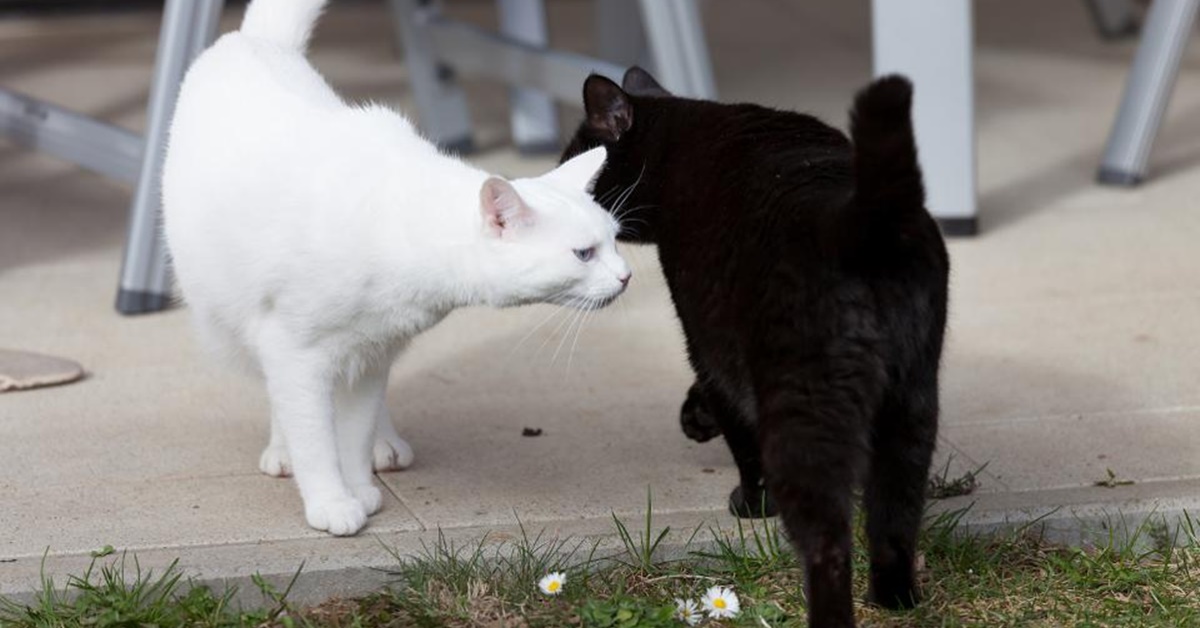 Perché i gatti si annusano le parti intime? Che cosa si comunicano?