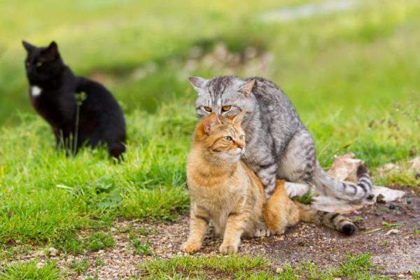 gatti che si accoppiano