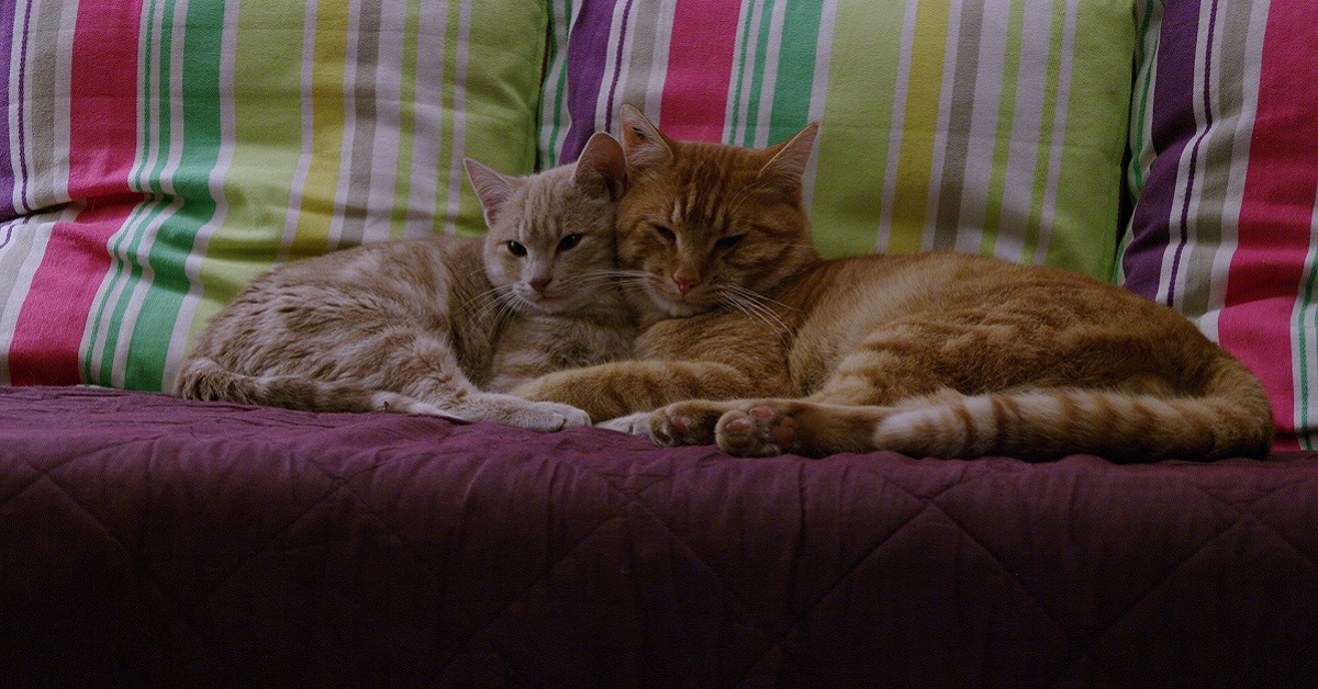 gatti vicini sul divano