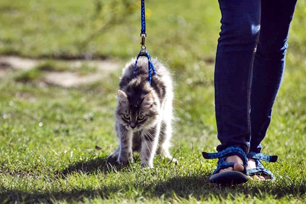 passeggiare al parco con il gatto