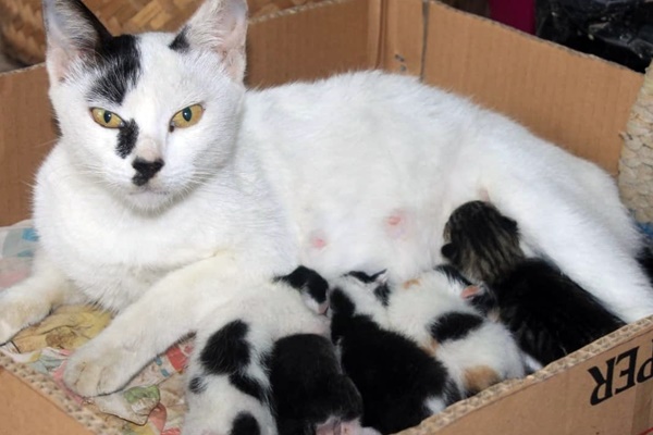 gatti dentro una scatola di cartone