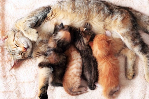 mamma che allatta i gattini