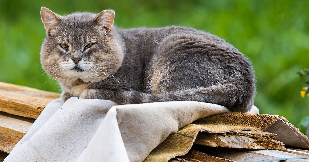 Prendersi cura del gatto che invecchia: accortezze e indicazioni utili