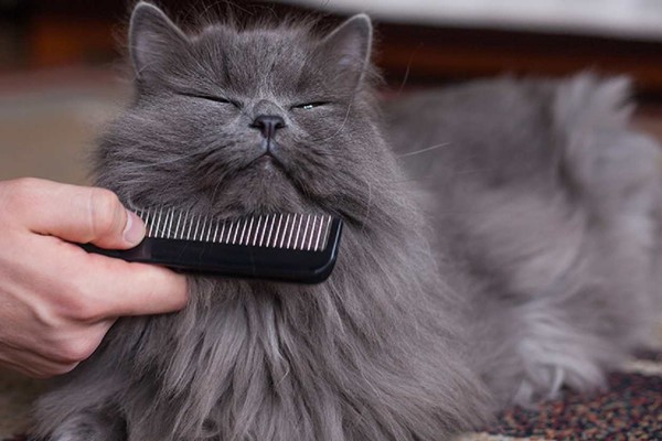 pettinare un micio a pelo lungo