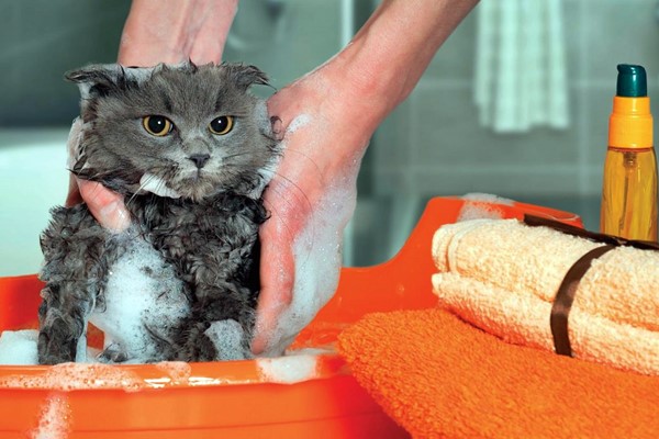 fare il bagno al gatto