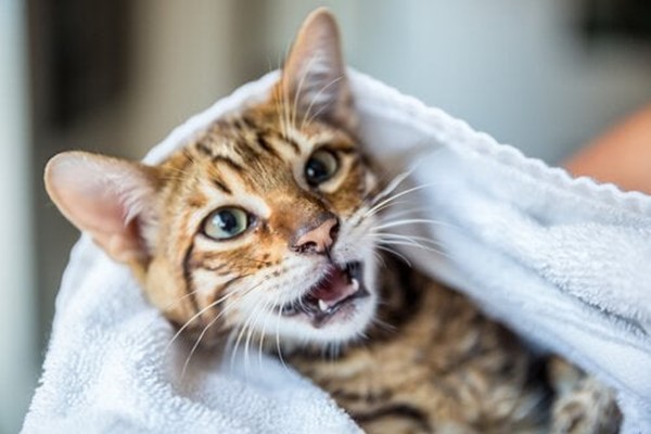 asciugare il gatto dopo il bagno