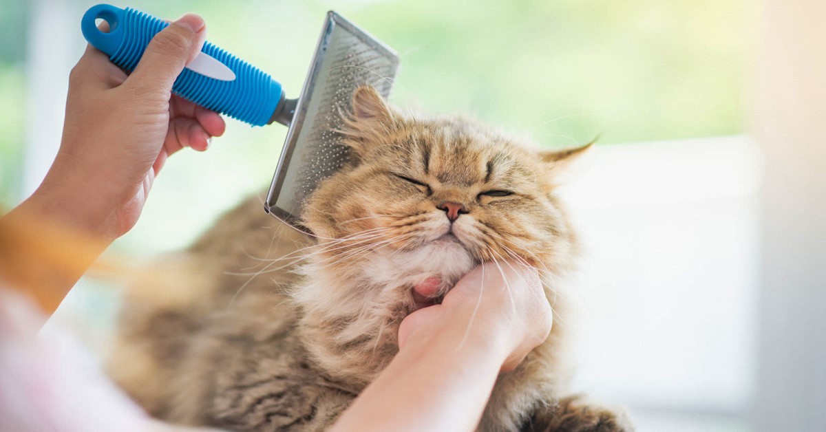 Prendersi cura del pelo del gatto: accortezze speciali e rimedi naturali