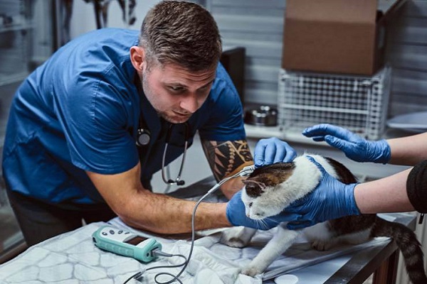 visita dal veterinario 