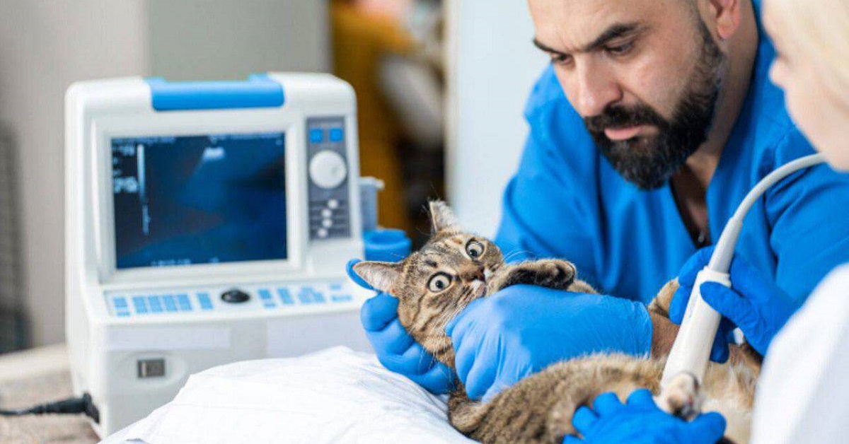 veterinario misura la pressione al gatto
