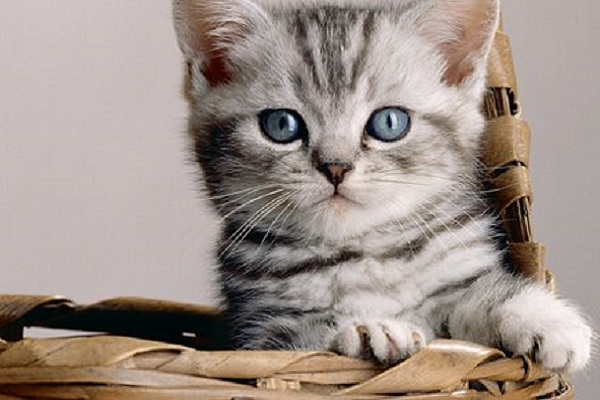 gattino grigio con occhi azzurri