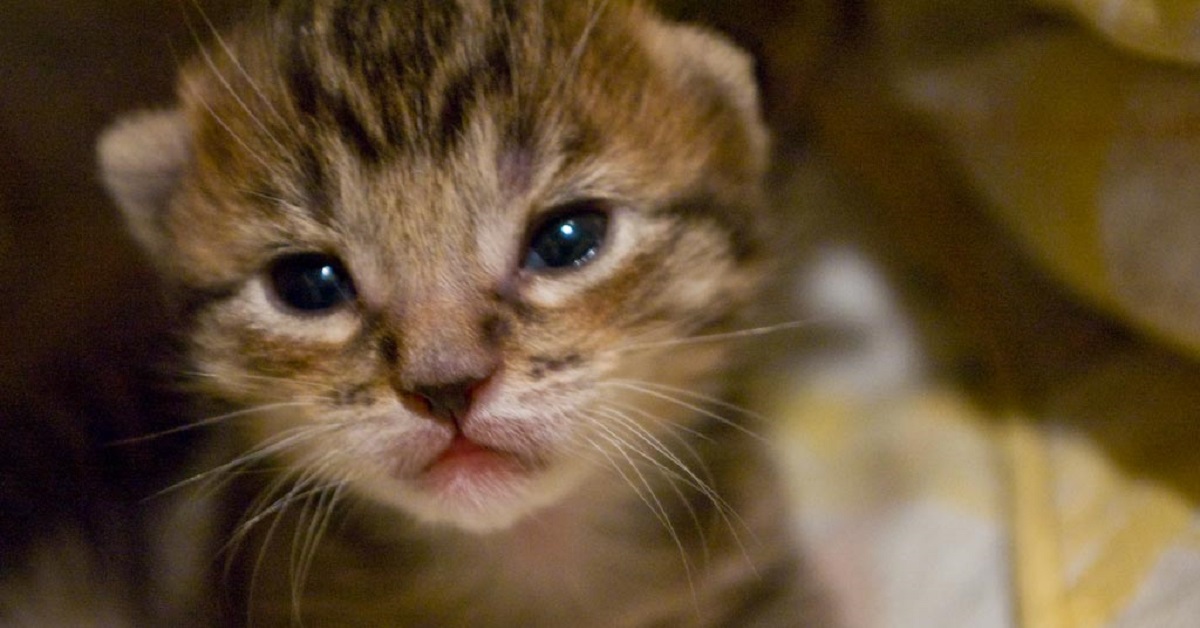 Pulire gli occhi di un gattino: cosa usare e come fare, con attenzione