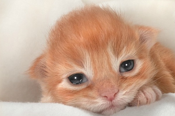 gattino arancione con occhi aperti