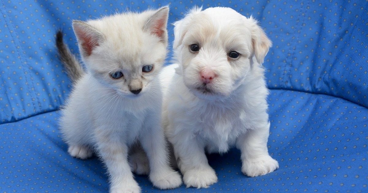 presentare un gattino a un cucciolo di cane