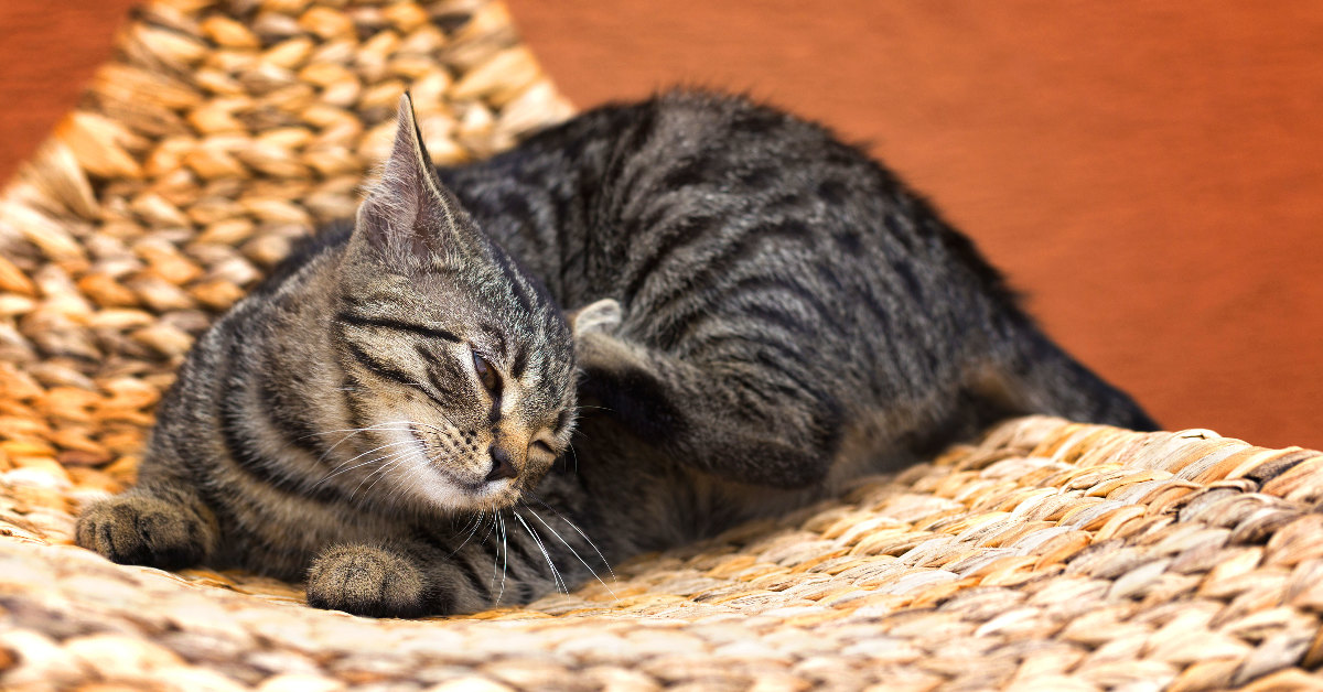 Quale antiparassitario scegliere per il gatto? Una guida per la salute di Micio