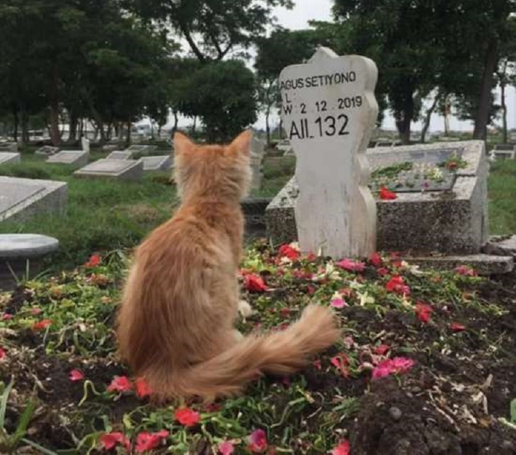 rambo gatto onora lapide uomo