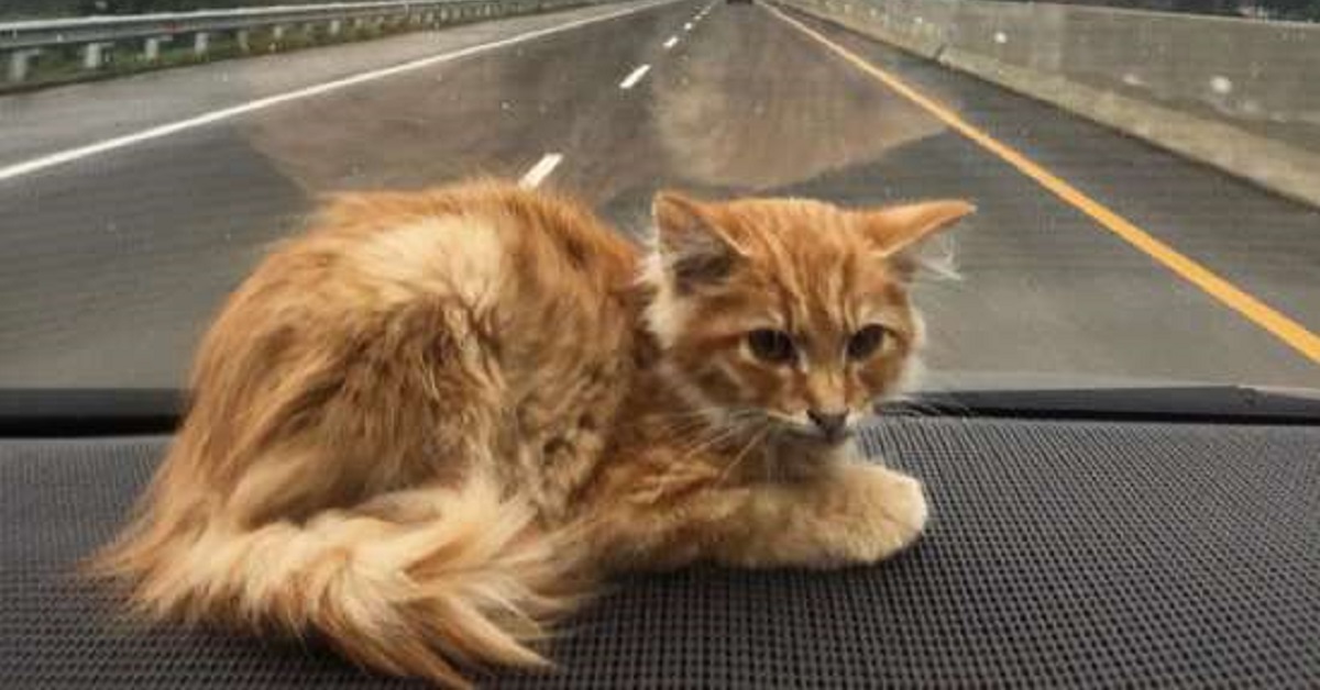 Rambo, il gattino che onora la memoria di suo padre (FOTO)