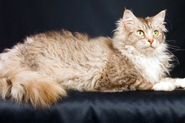 gatto LaPerm Longhair