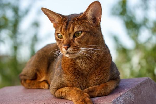 gatto abissino