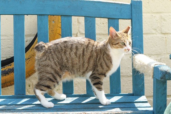 gatto dell'isola di man