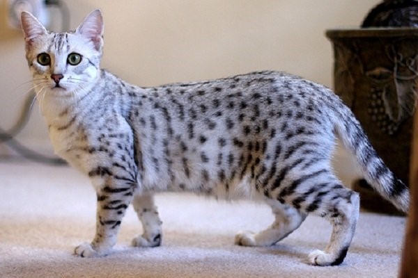 mau egiziano o egyptian mau