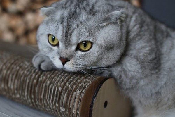 scottish fold