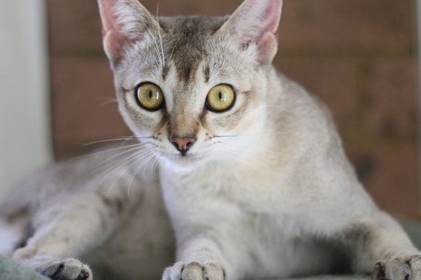 gatto di razza burmilla