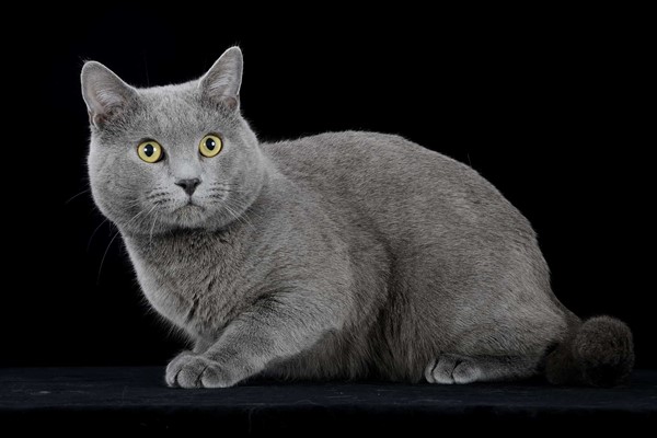 gatto certosino di colore grigio