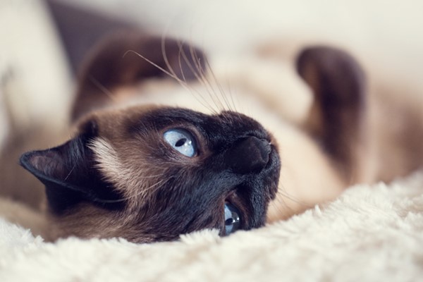 gatto siamese sul letto