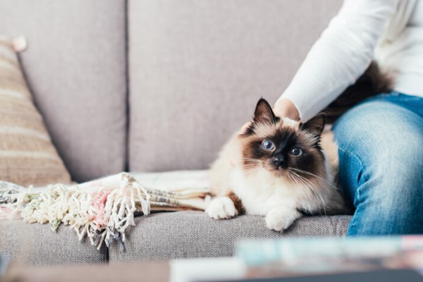 gatto siamese a pelo lungo