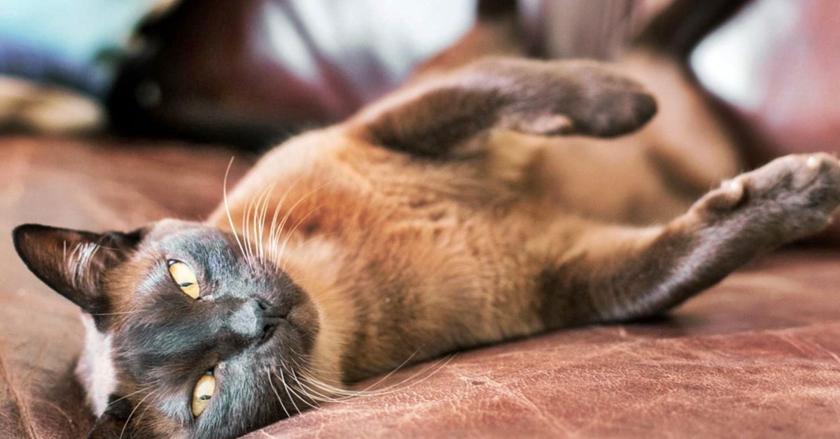 Razze di gatti affettuosi: l’elenco dei felini più dolci e coccoloni in assoluto